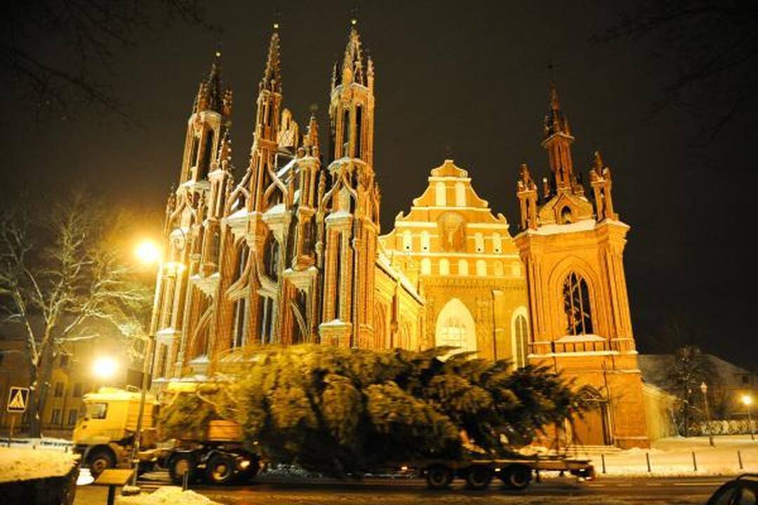 Šiąnakt į Vilniaus Rotušės aikštę atkeliavo Kalėdų eglė