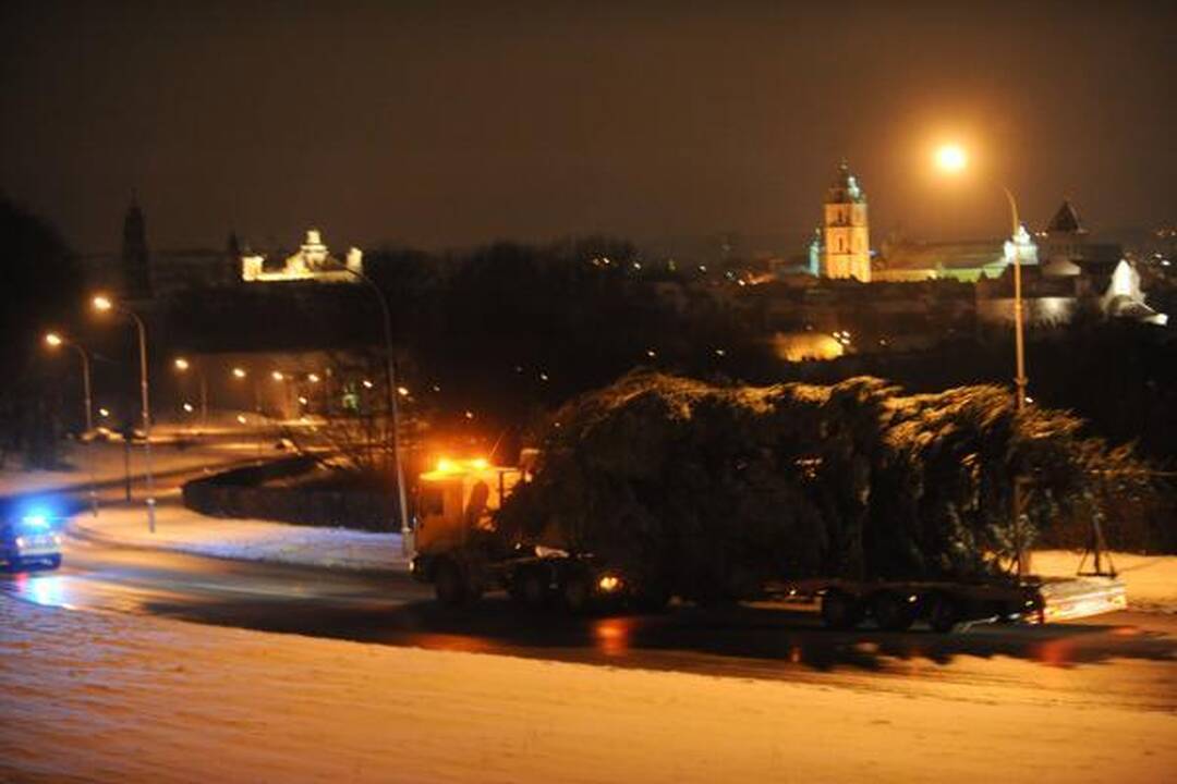 Šiąnakt į Vilniaus Rotušės aikštę atkeliavo Kalėdų eglė