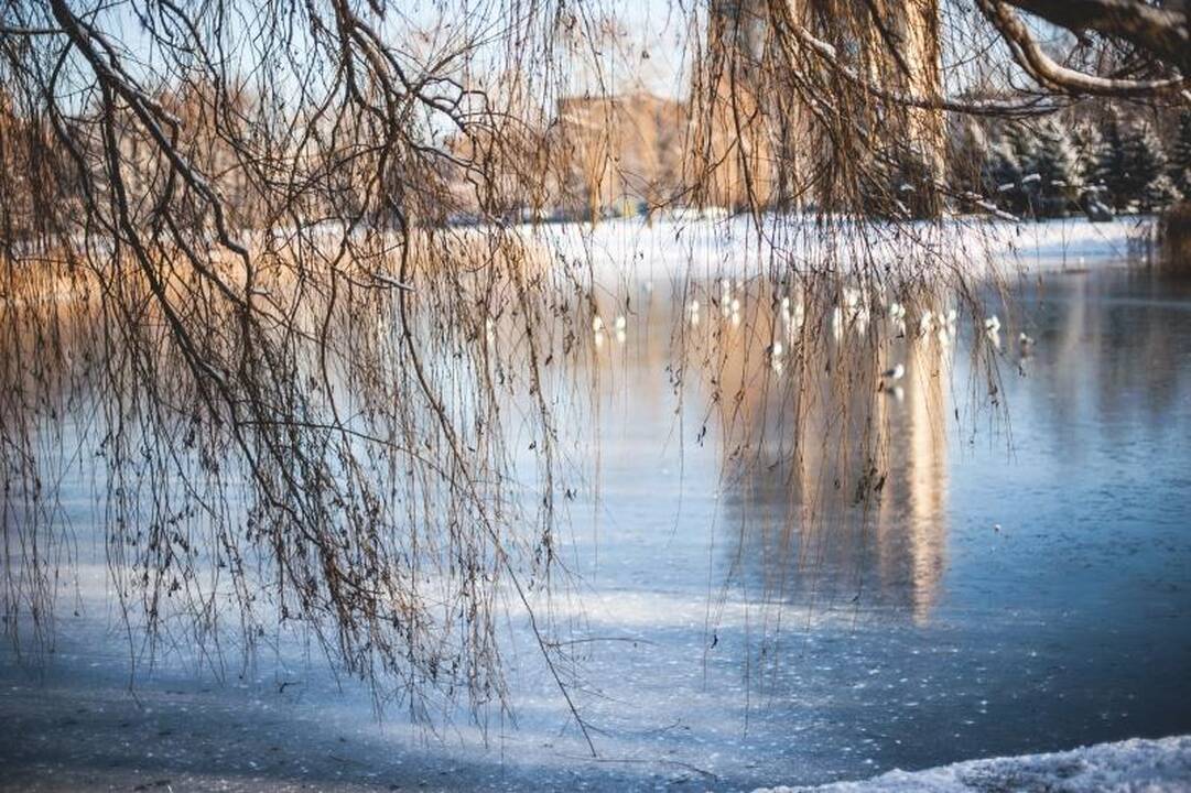 Trileris ant ledo tęsiasi: nutrijų šeimininko iki šiol – nė kvapo