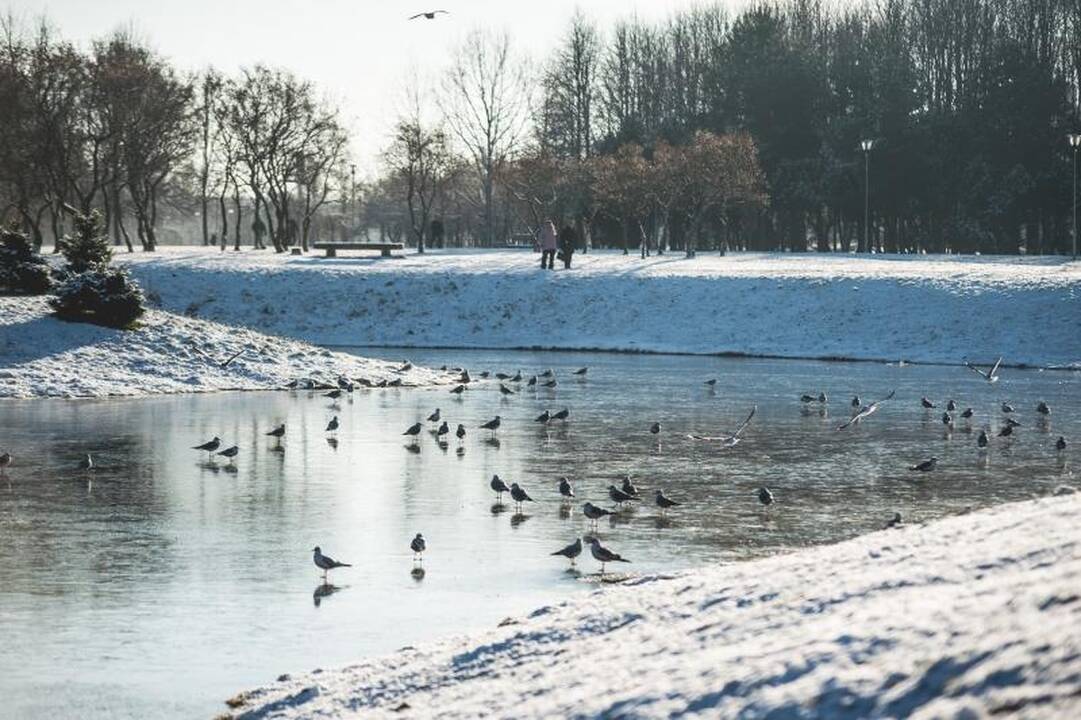 Trileris ant ledo tęsiasi: nutrijų šeimininko iki šiol – nė kvapo