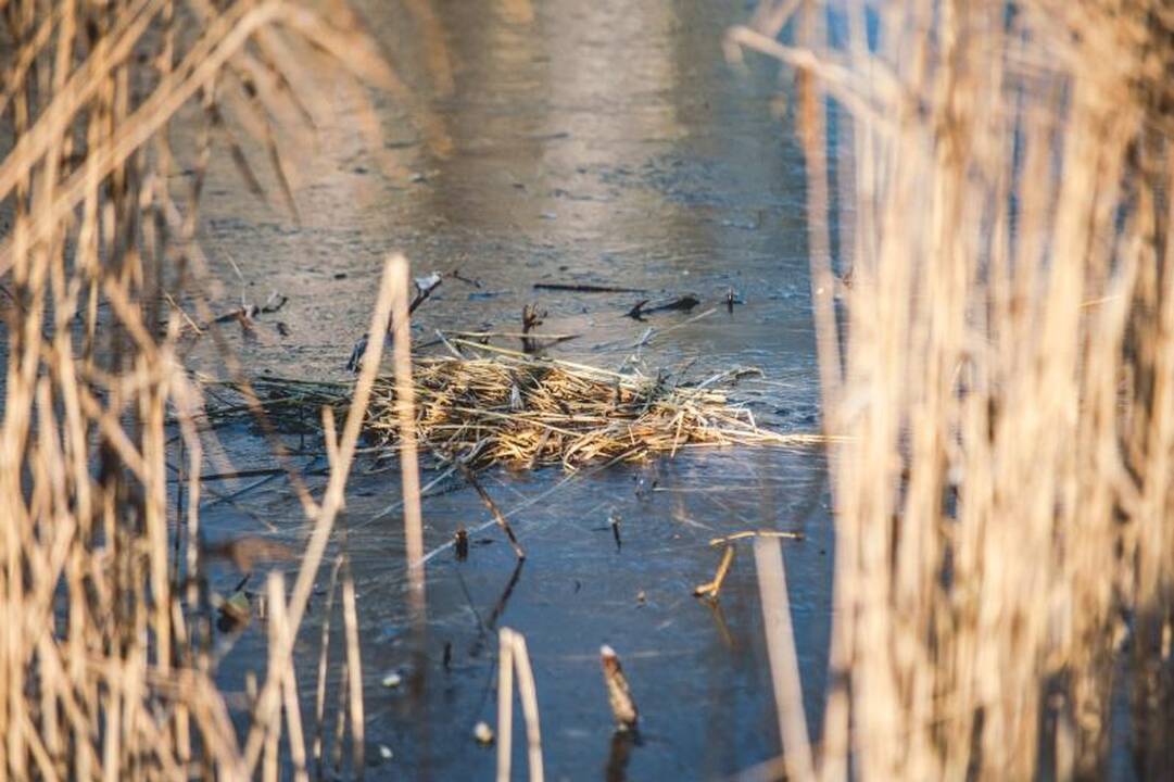 Trileris ant ledo tęsiasi: nutrijų šeimininko iki šiol – nė kvapo