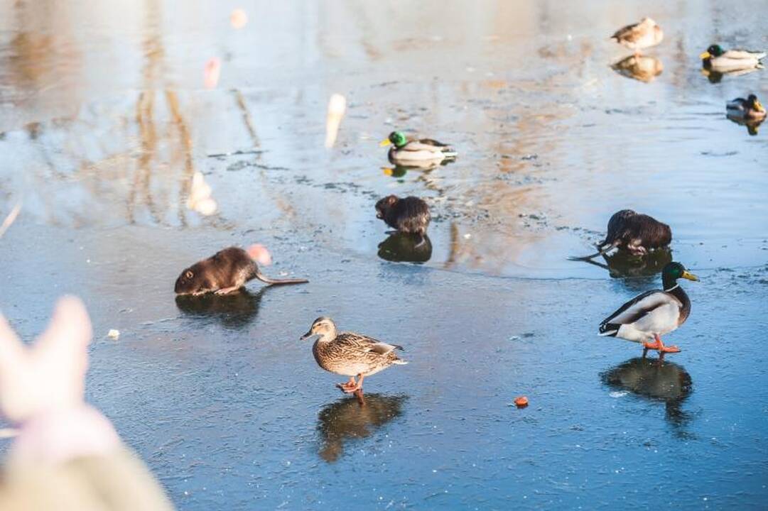 Trileris ant ledo tęsiasi: nutrijų šeimininko iki šiol – nė kvapo