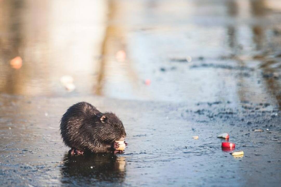 Trileris ant ledo tęsiasi: nutrijų šeimininko iki šiol – nė kvapo