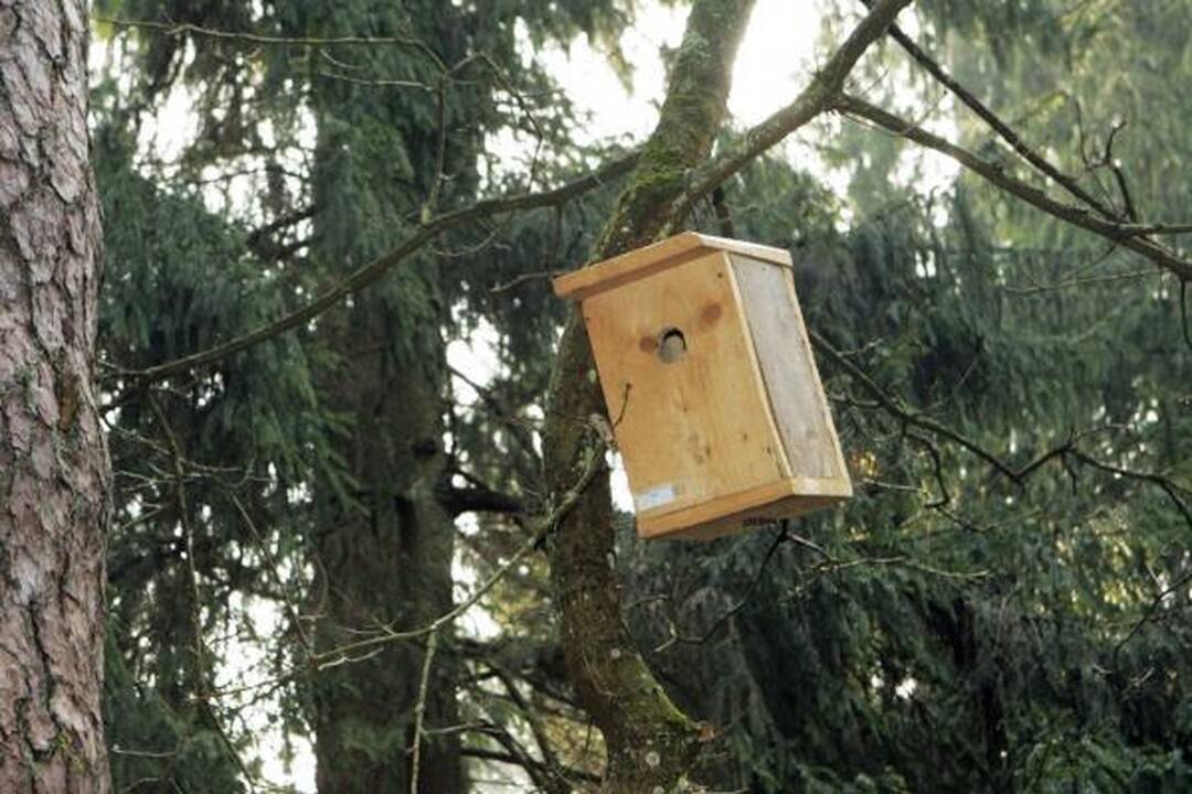 Dovana sugrįžtantiems paukščiams – inkilai