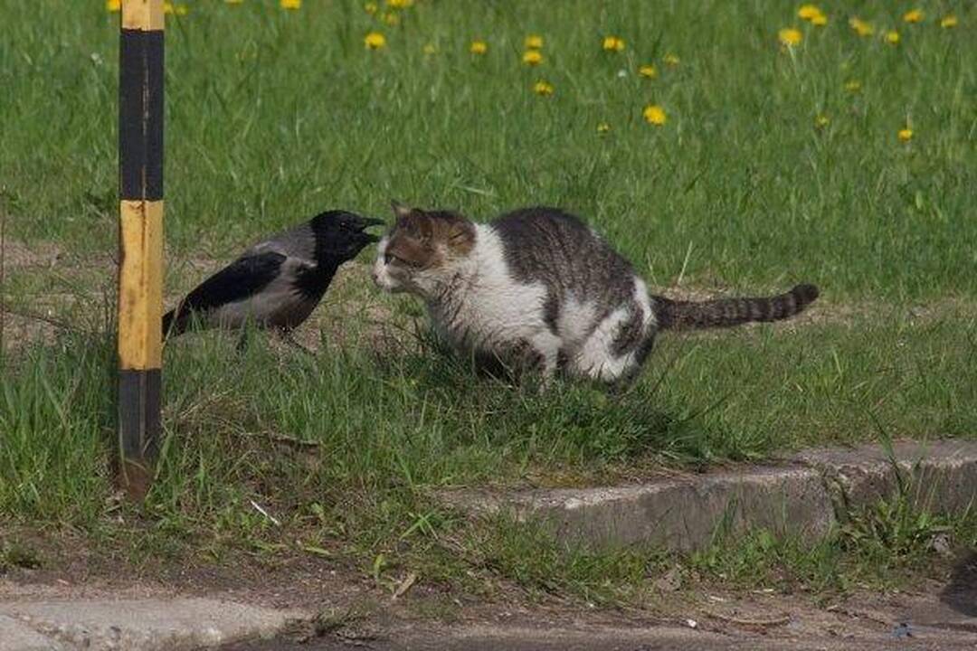Varnas ir katinas: akis už akį...