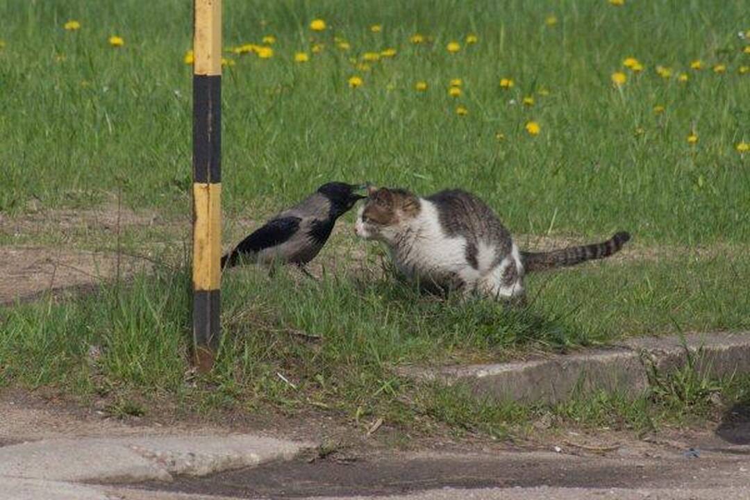 Varnas ir katinas: akis už akį...