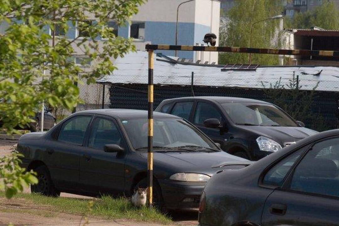 Varnas ir katinas: akis už akį...