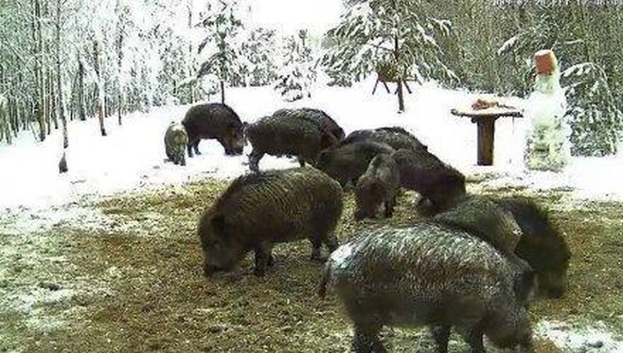 Estai atsipalaiduoja stebėdami ruonius internete