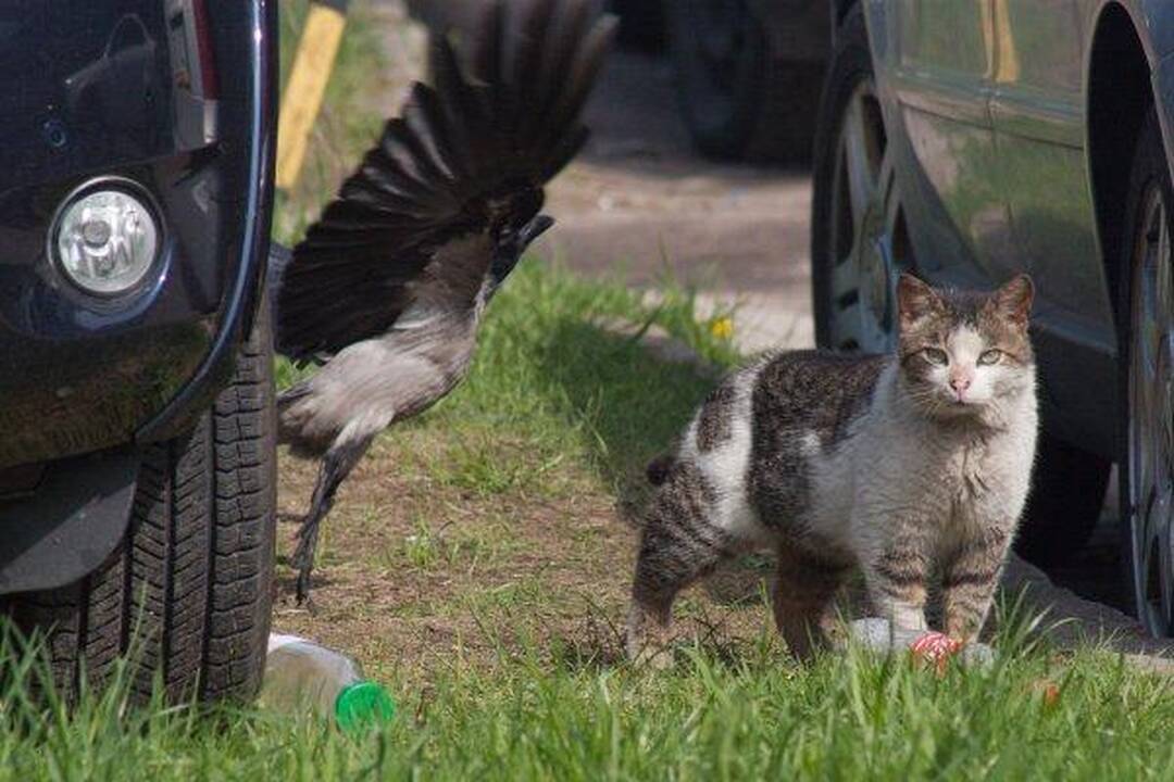 Varnas ir katinas: akis už akį...