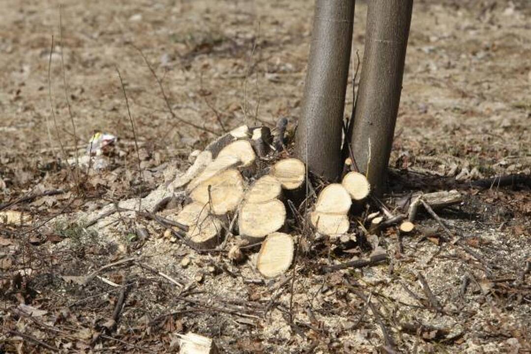 Klaipėdos poilsio parke virsta medžiai