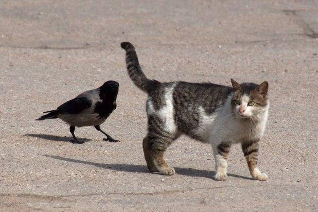 Varnas ir katinas: akis už akį...