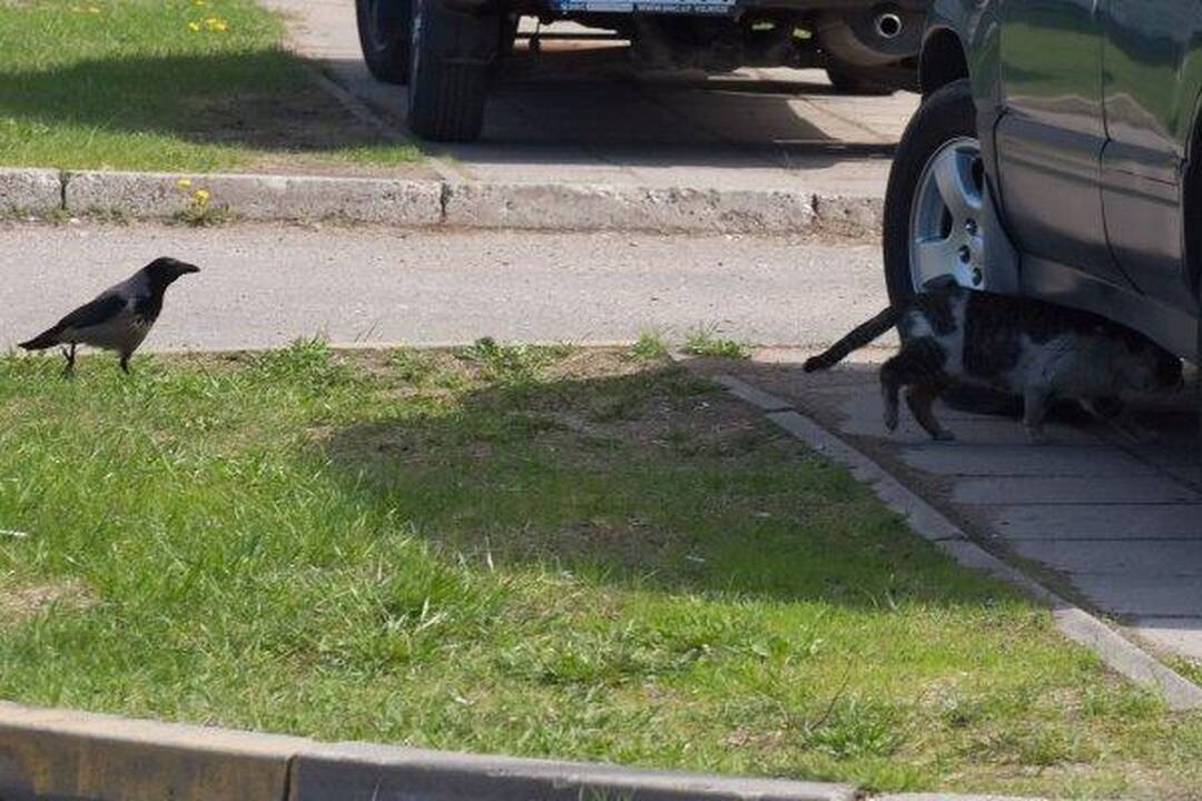 Varnas ir katinas: akis už akį...