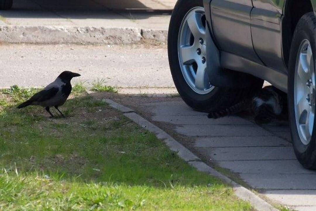 Varnas ir katinas: akis už akį...
