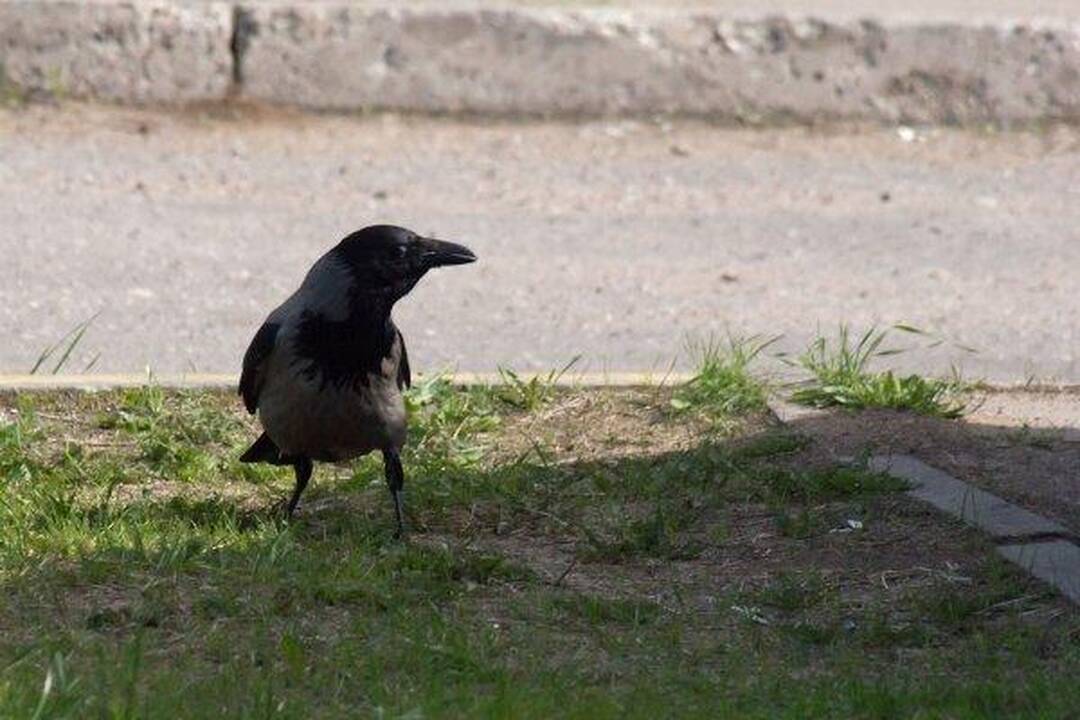Varnas ir katinas: akis už akį...