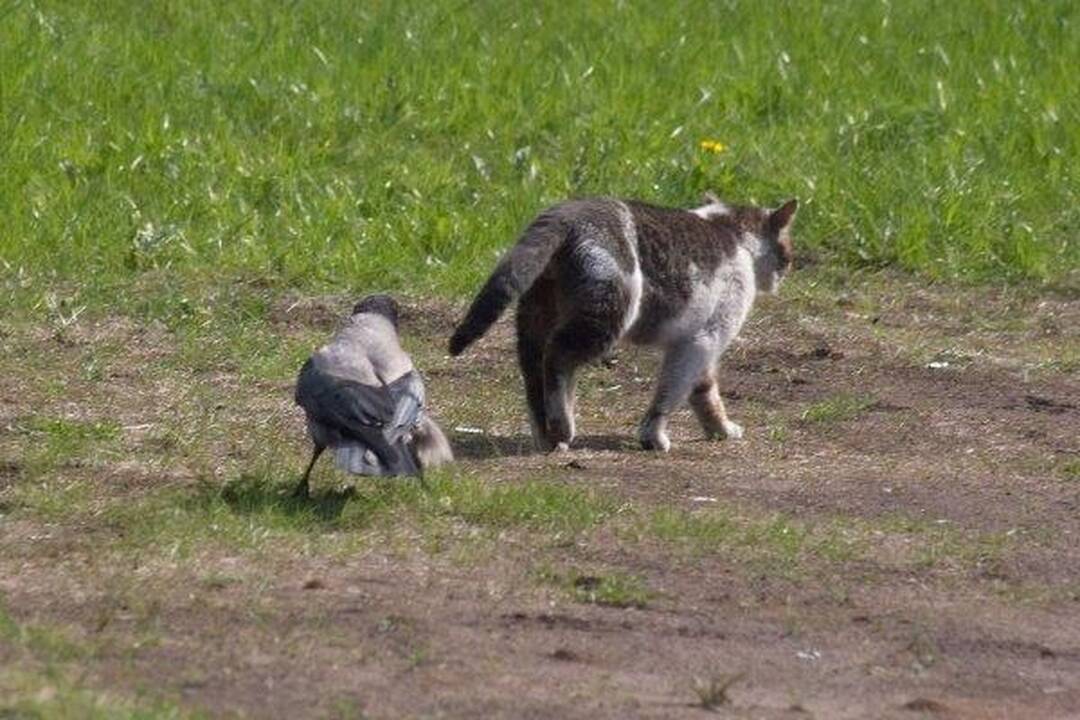 Varnas ir katinas: akis už akį...