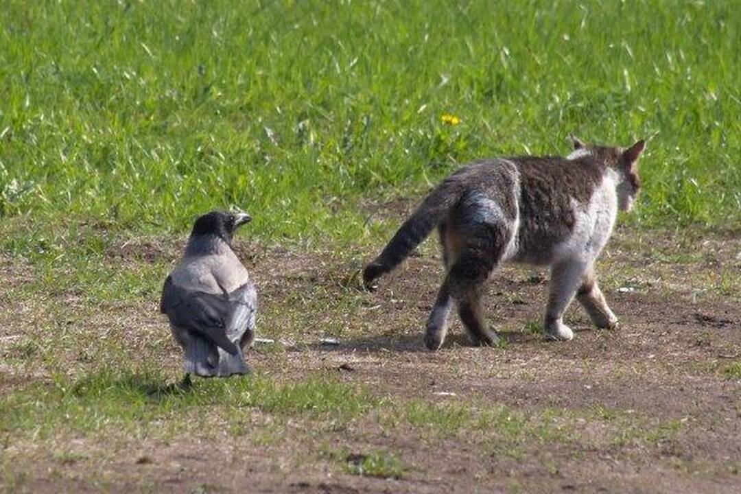 Varnas ir katinas: akis už akį...
