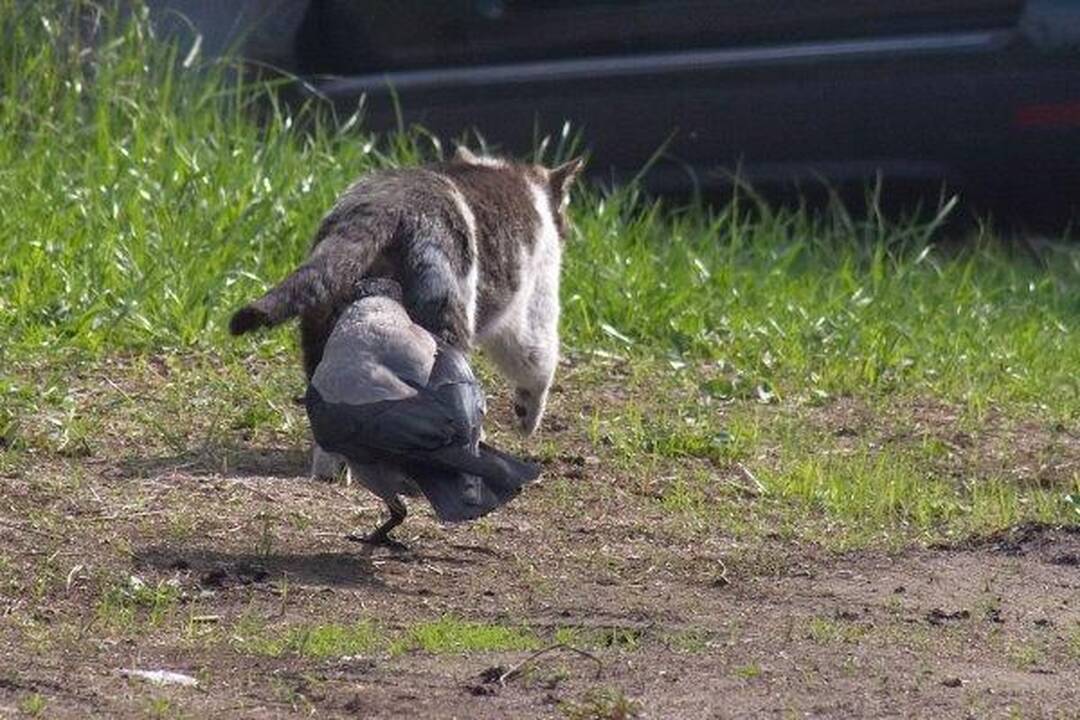 Varnas ir katinas: akis už akį...