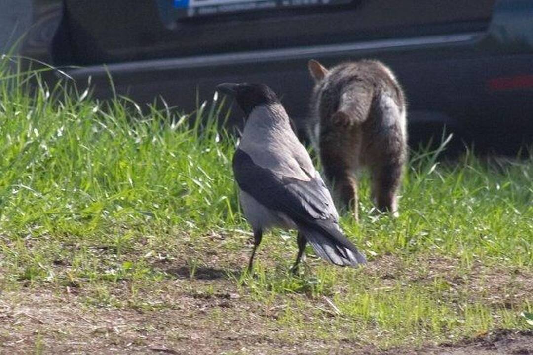 Varnas ir katinas: akis už akį...