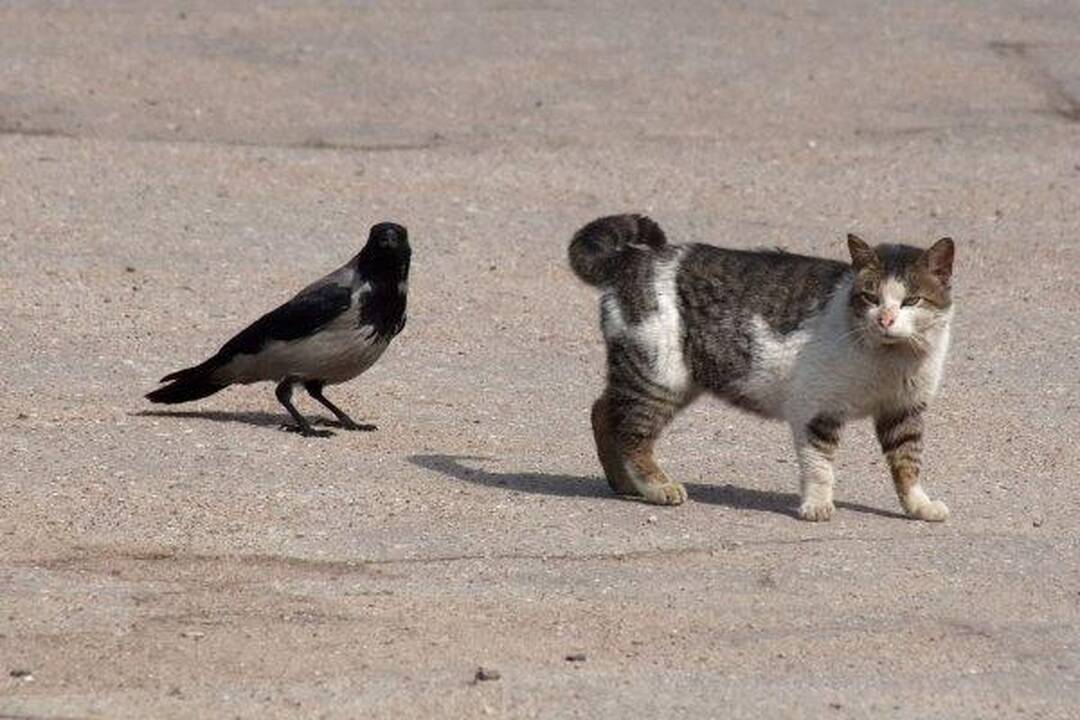 Varnas ir katinas: akis už akį...