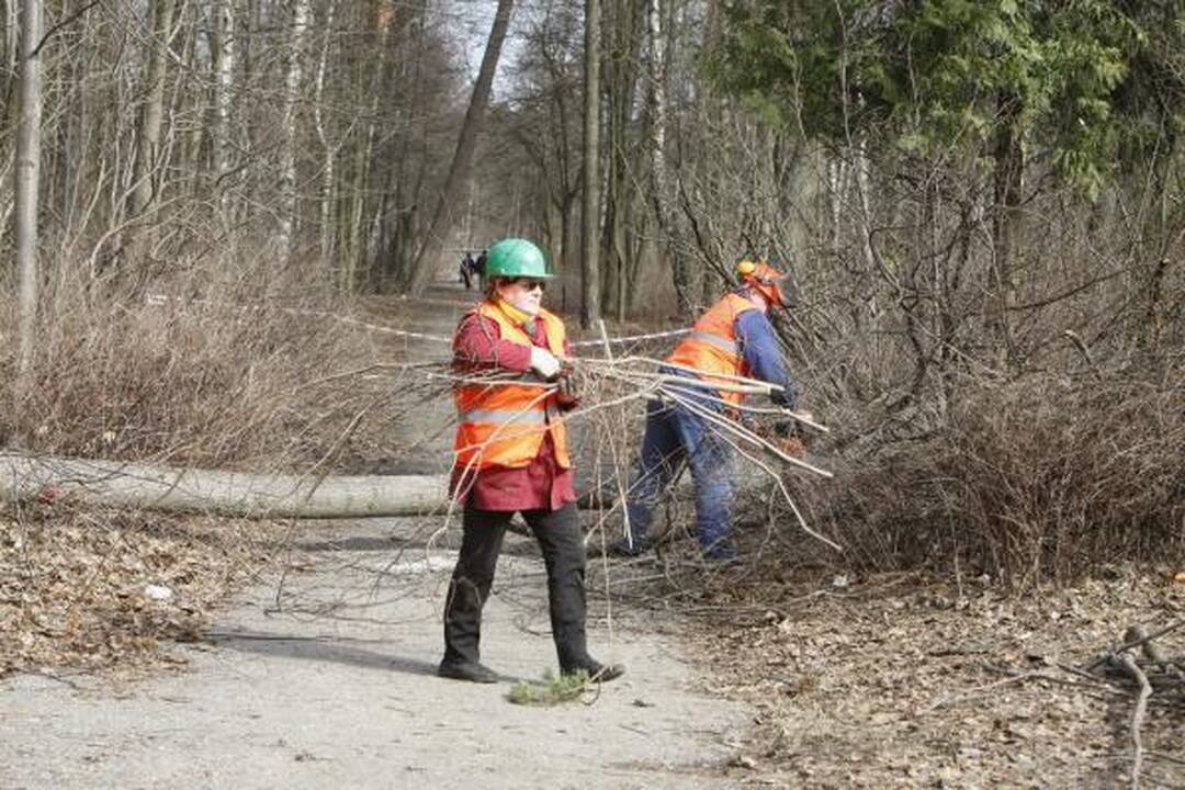 Klaipėdos poilsio parke virsta medžiai