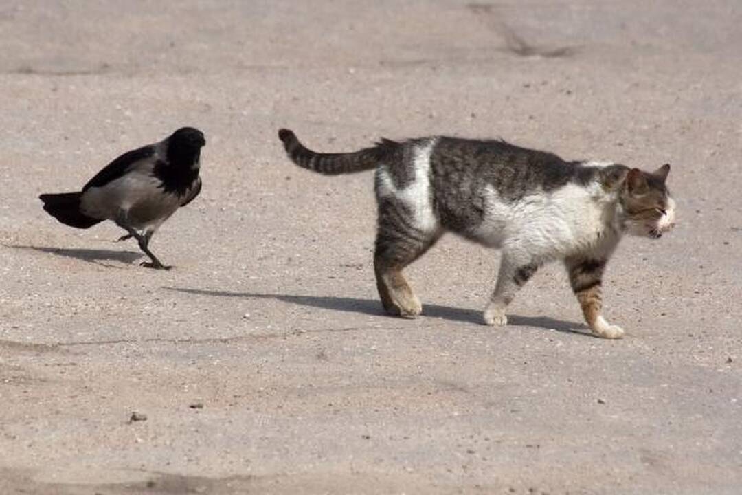 Varnas ir katinas: akis už akį...