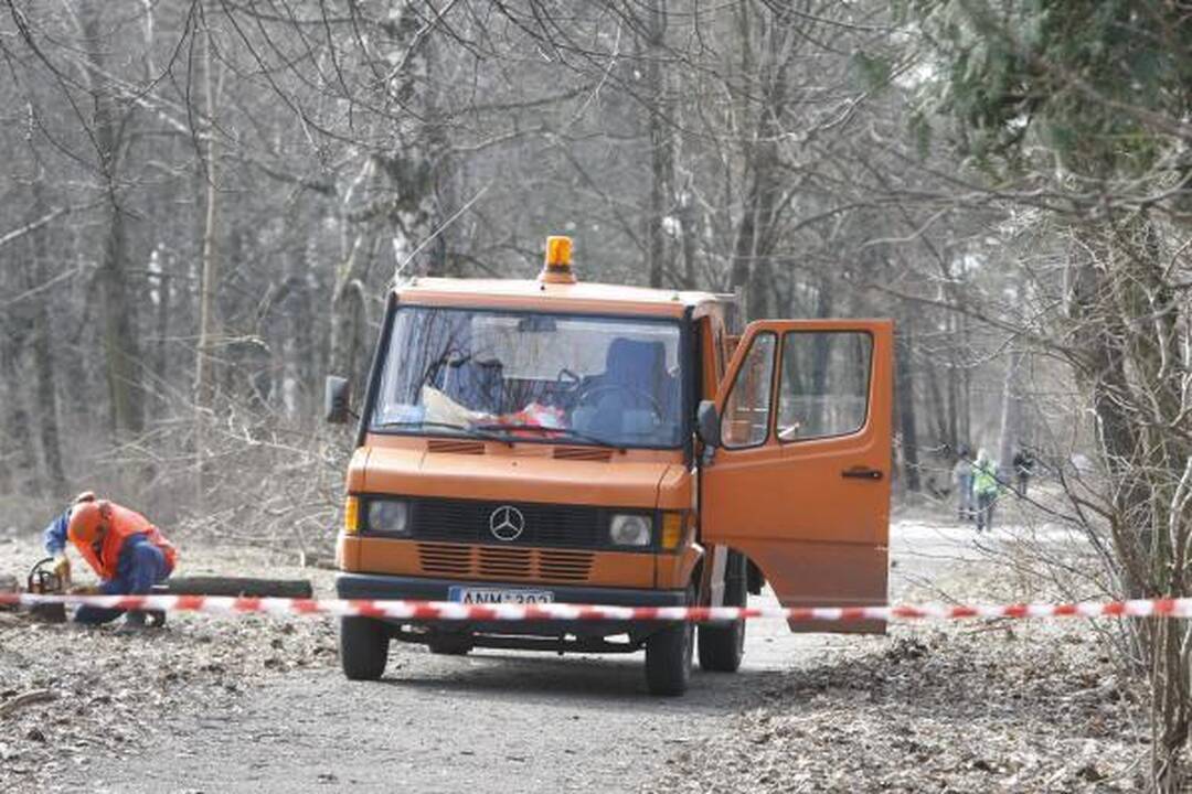 Klaipėdos poilsio parke virsta medžiai