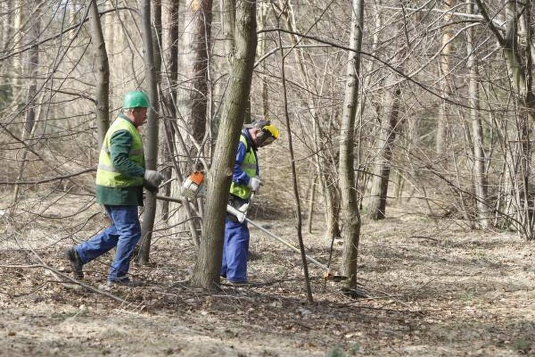 Klaipėdos poilsio parke virsta medžiai