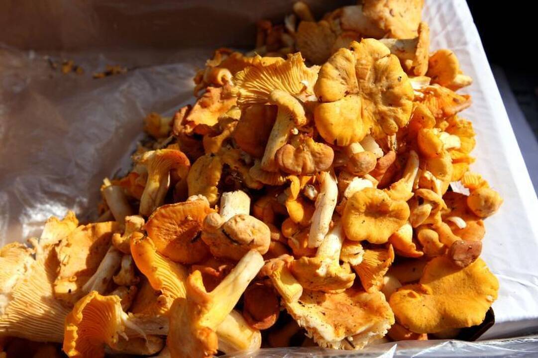 15 litų – už baravykus, 10 litų – už mėlynes