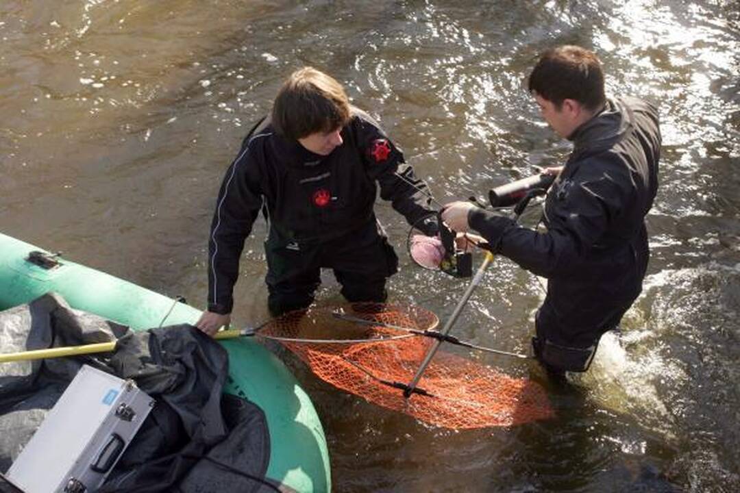 Į lašišų žvejybą mokslininkai eina su chirurgo instrumentais