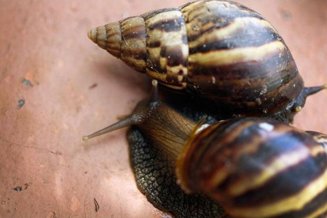 Milžiniškos afrikietiškos sraigės užkariauja Floridą