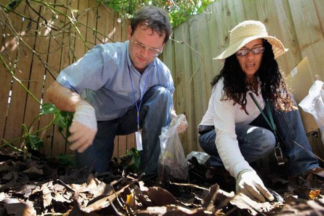 Milžiniškos afrikietiškos sraigės užkariauja Floridą