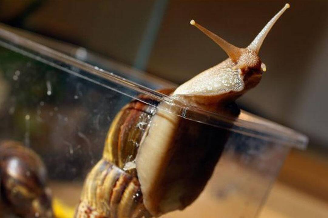 Milžiniškos afrikietiškos sraigės užkariauja Floridą