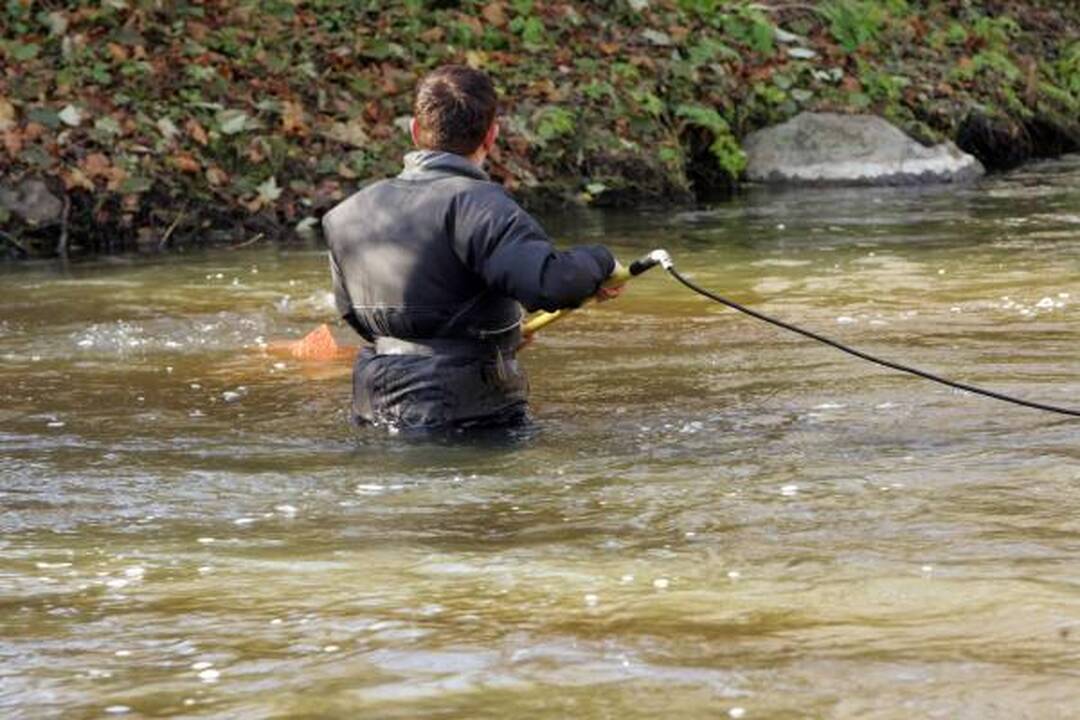 Į lašišų žvejybą mokslininkai eina su chirurgo instrumentais