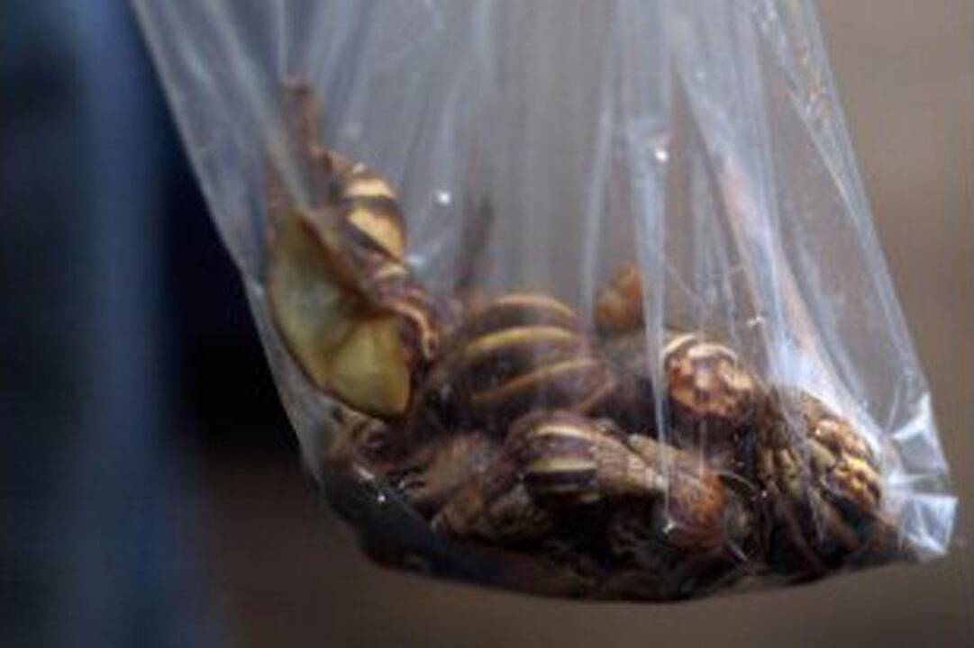 Milžiniškos afrikietiškos sraigės užkariauja Floridą