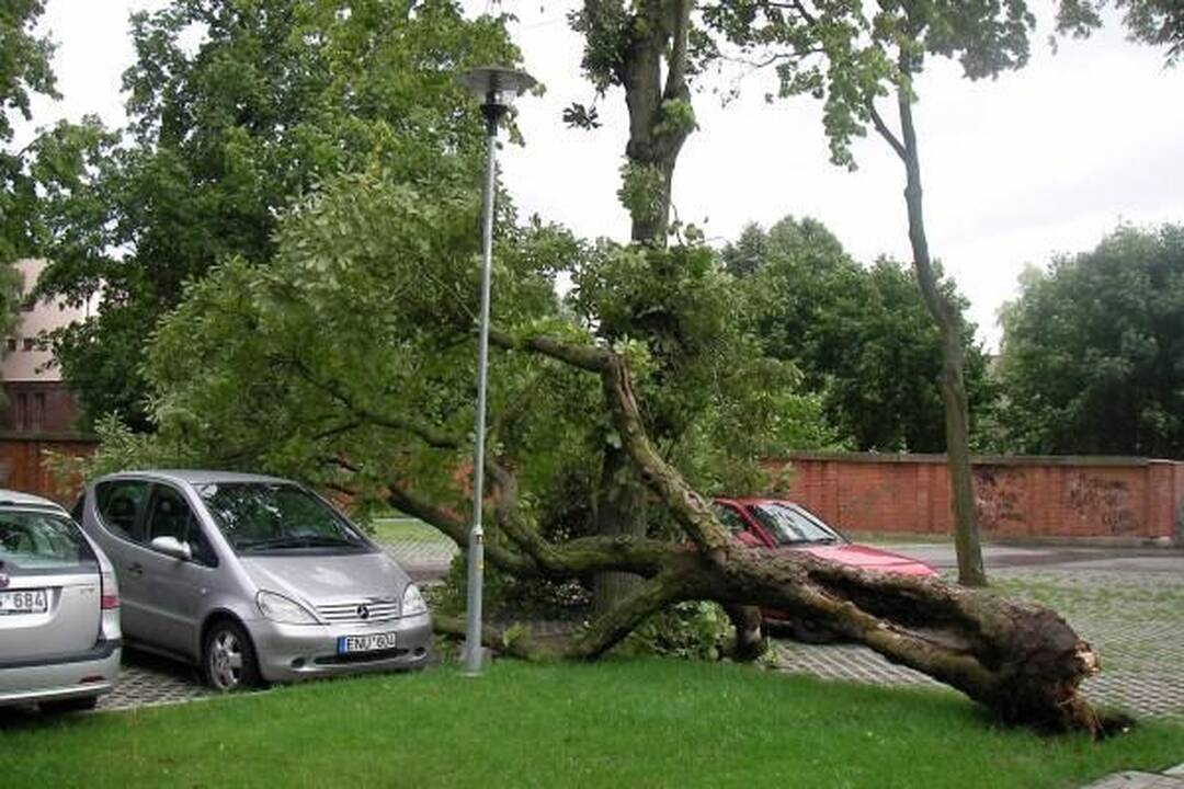 Klaipėdoje vėjo gūsis paguldė kaštoną