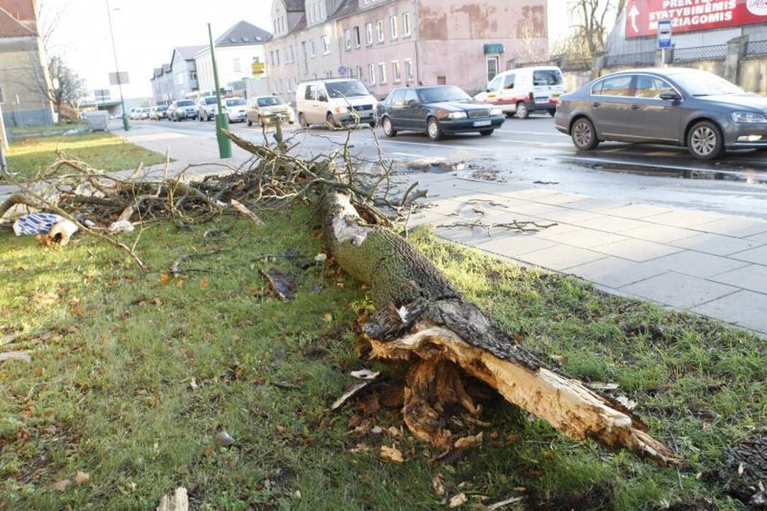 Stiprus vėjas naktį nusiaubė pajūrį (atnaujinta 15:58 val.)