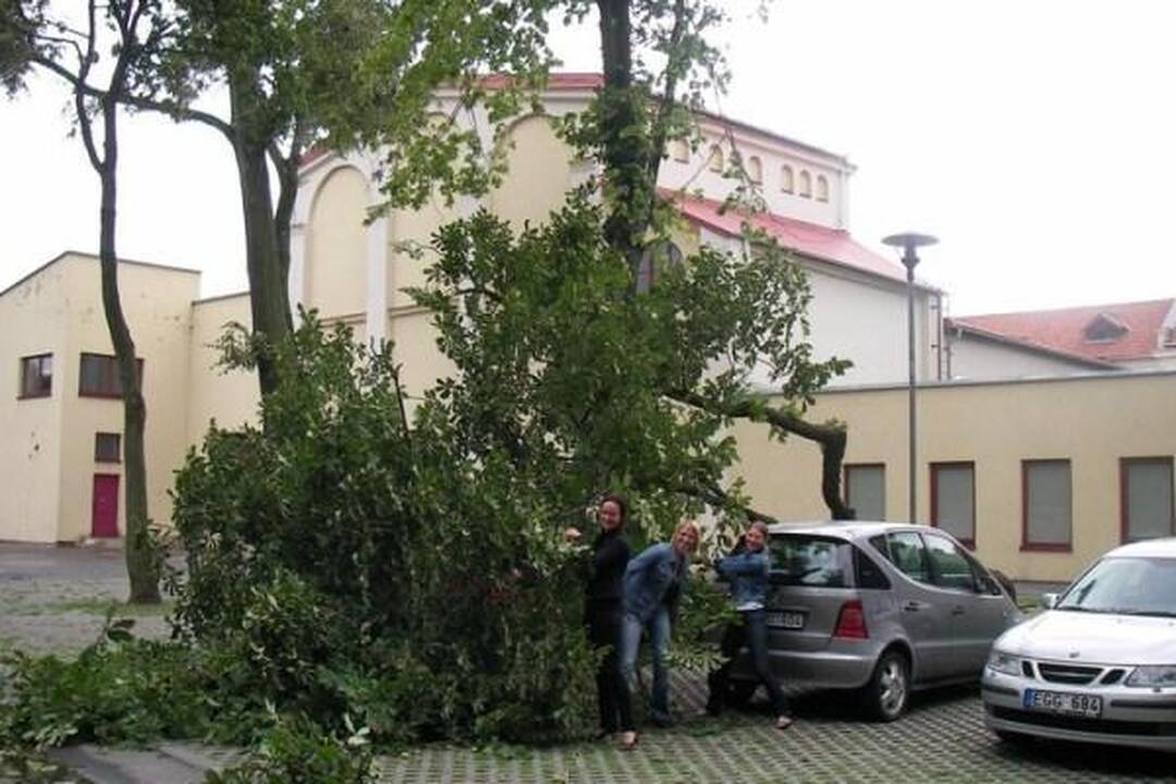 Klaipėdoje vėjo gūsis paguldė kaštoną