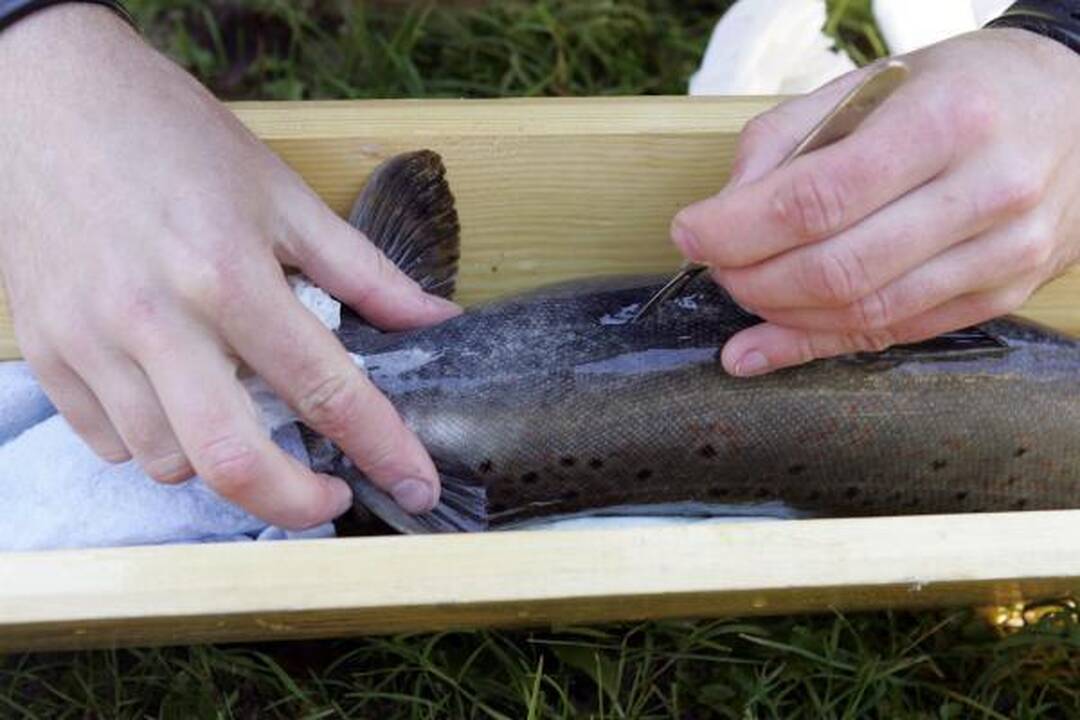 Į lašišų žvejybą mokslininkai eina su chirurgo instrumentais