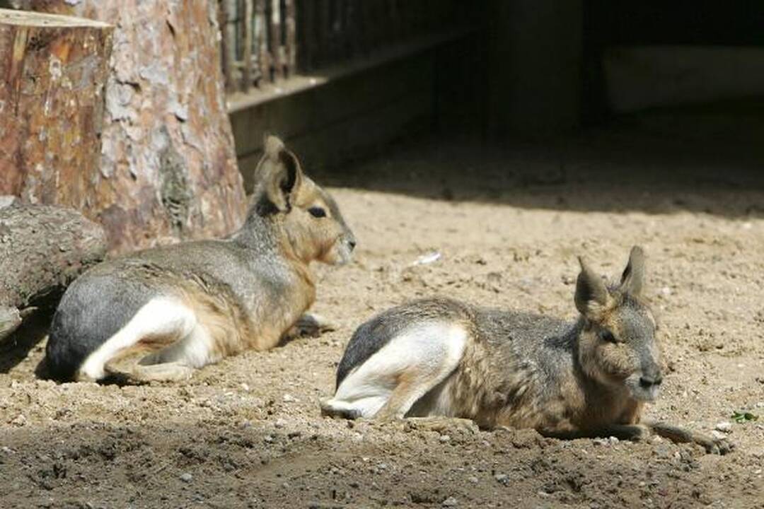 Zoologijos sodo gimtadienis – su naujais augintiniais