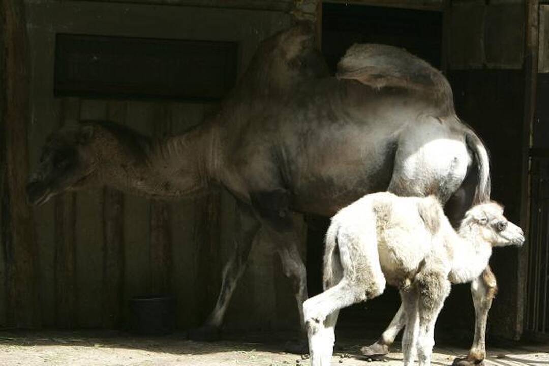 Zoologijos sodo gimtadienis – su naujais augintiniais