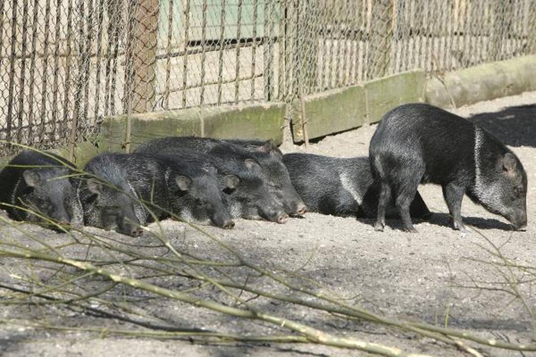 Zoologijos sode - jauniklių paradas