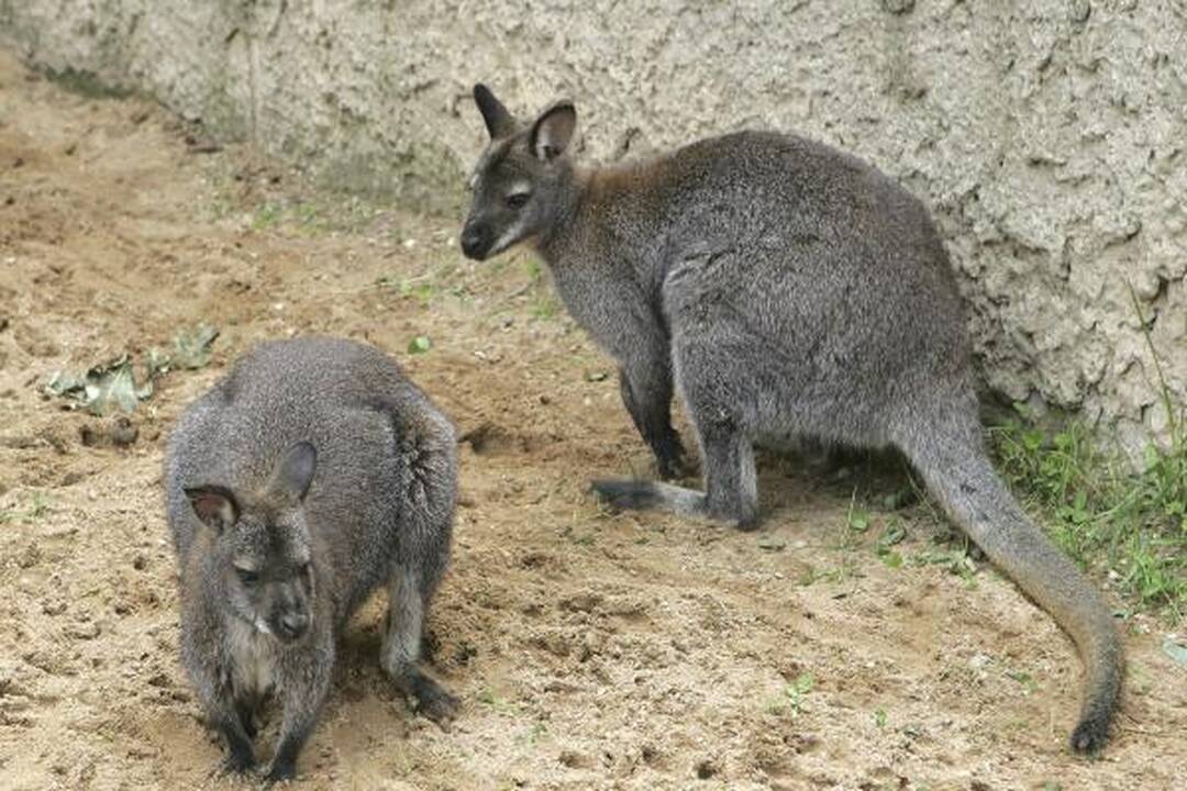 Zoologijos sodo gimtadienis – su naujais augintiniais