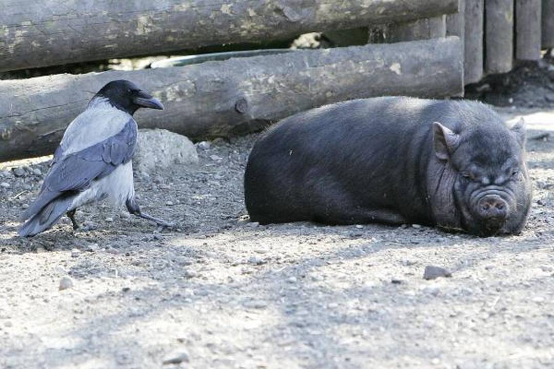 Zoologijos sode - jauniklių paradas