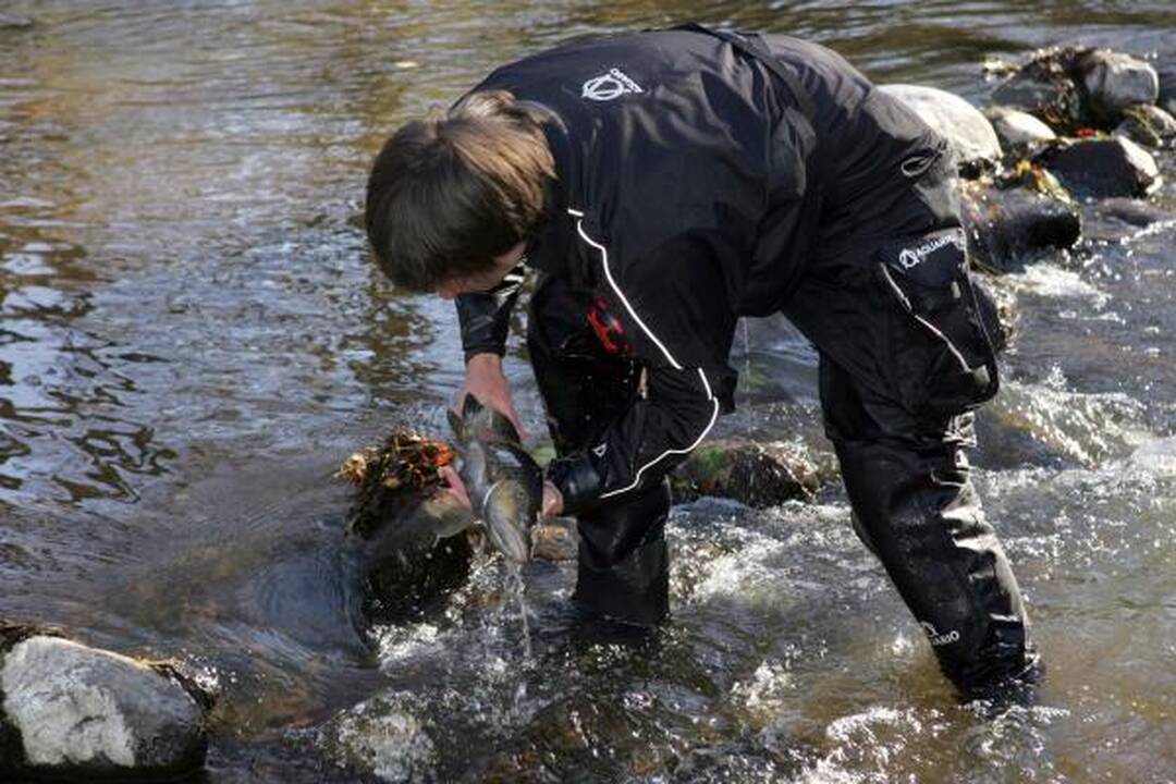 Į lašišų žvejybą mokslininkai eina su chirurgo instrumentais