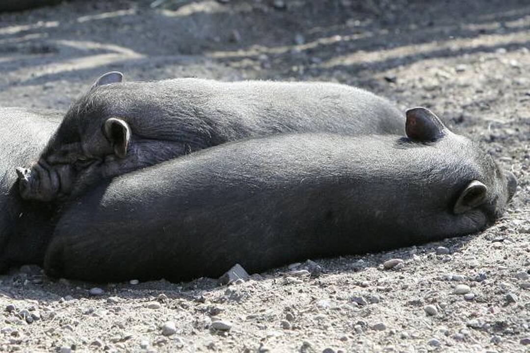 Zoologijos sode - jauniklių paradas