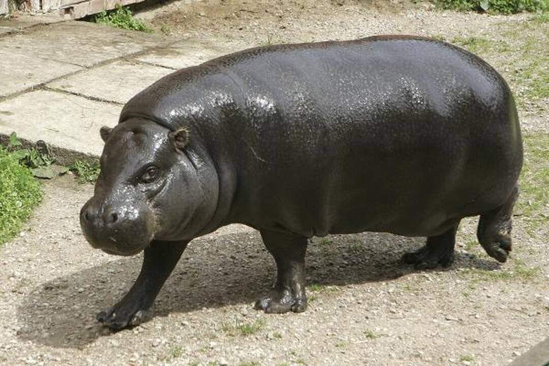Zoologijos sodo gimtadienis – su naujais augintiniais