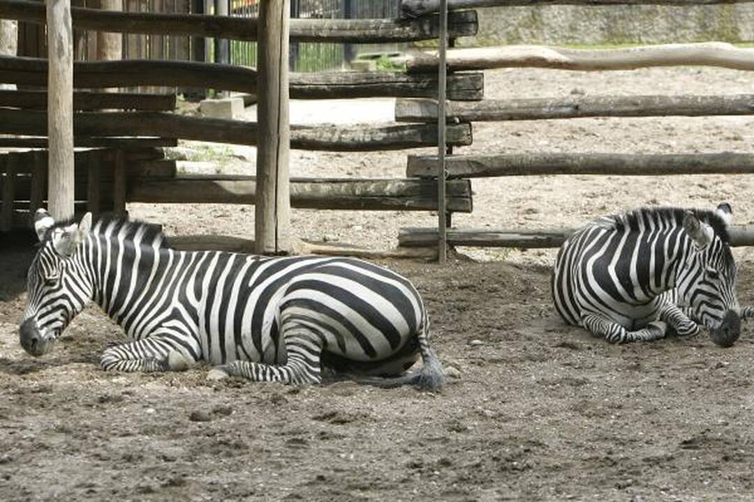 Zoologijos sodo gimtadienis – su naujais augintiniais