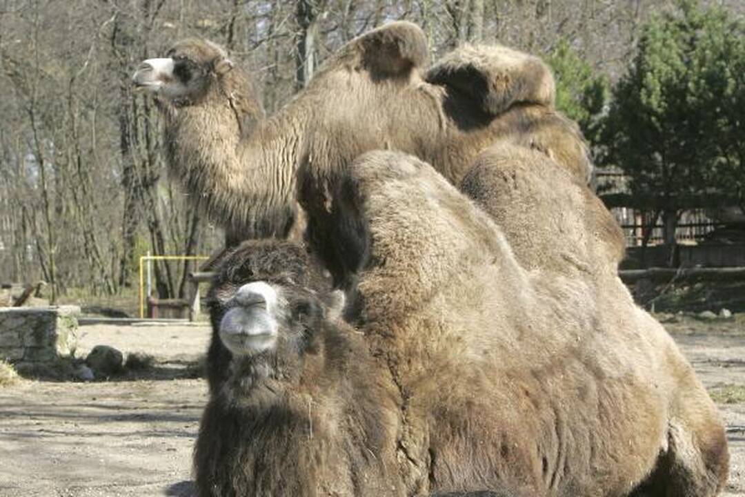 Zoologijos sode - jauniklių paradas