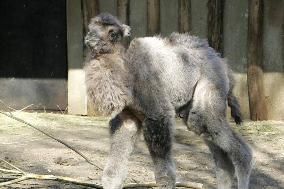 Zoologijos sode - jauniklių paradas