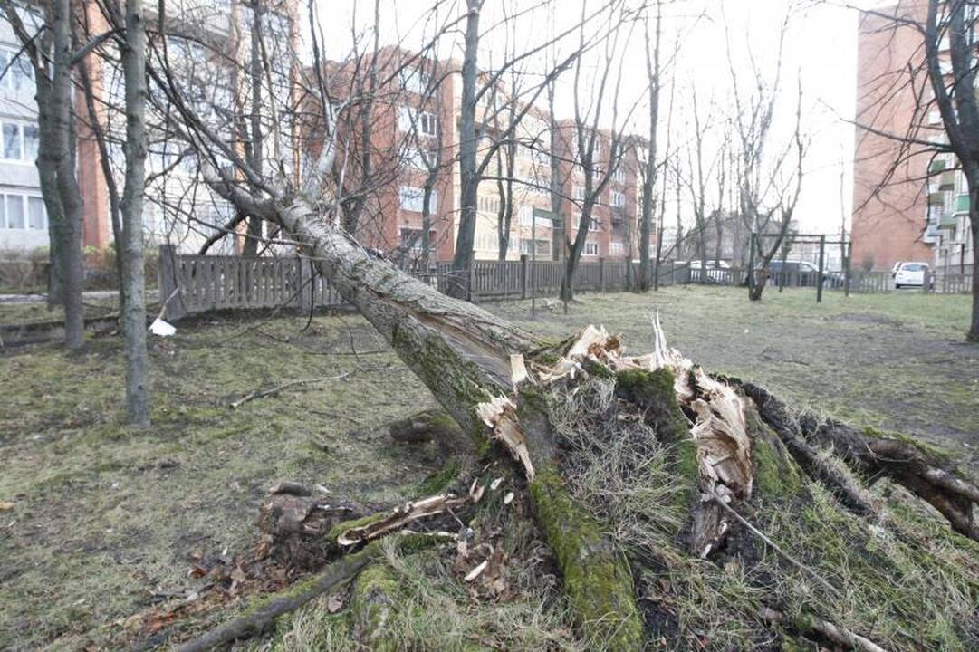 Stiprus vėjas naktį nusiaubė pajūrį (atnaujinta 15:58 val.)